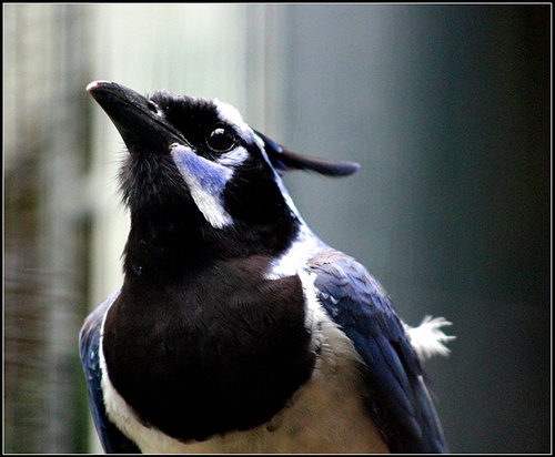 The Other Magpie