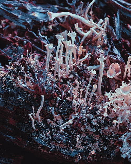 Mycelium Ghost